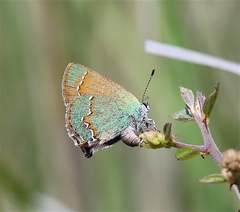 Callophrys affinis