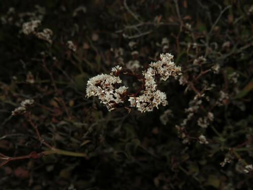 Limonium pectinatum image