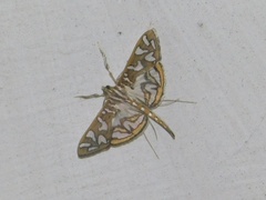 Nausinoe