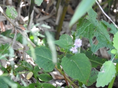 Persicaria runcinata