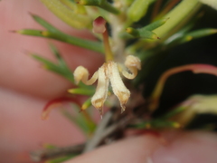 Hakea longiflora