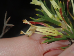Hakea longiflora