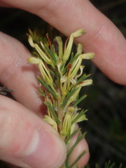 Hakea longiflora