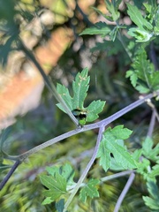 Plagiosterna formosana