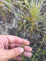 Dalea tenuis