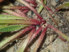 Stylidium pycnostachyum