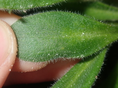 Stylidium pycnostachyum
