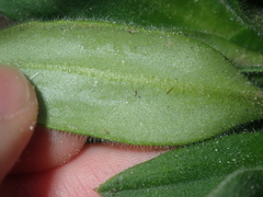 Stylidium pycnostachyum