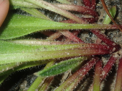 Stylidium pycnostachyum