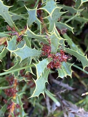 Hakea neospathulata