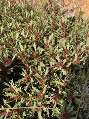 Hakea neospathulata