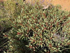 Hakea neospathulata