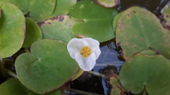 Hydrocharis dubia