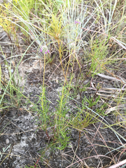 Dalea tenuis