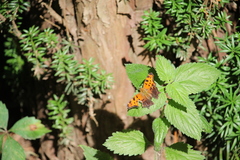 Polygonia progne