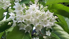 Vallaris glabra