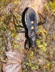 Rasahus guttatipennis