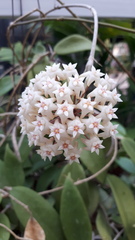 Hoya verticillata