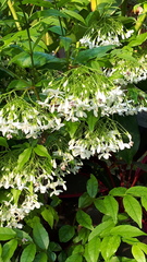 Wrightia religiosa