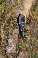 Rasahus guttatipennis