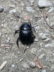Phelotrupes formosanus