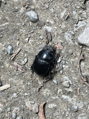 Phelotrupes formosanus