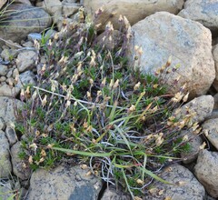 Cherleria marcescens