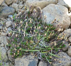 Cherleria marcescens