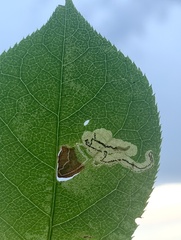 Stigmella slingerlandella