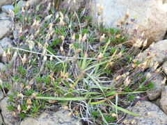 Cherleria marcescens
