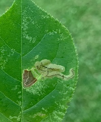 Stigmella slingerlandella