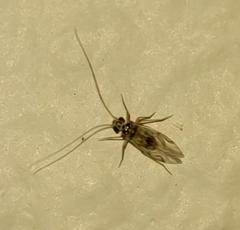 Teliapsocus
