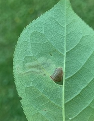 Stigmella slingerlandella
