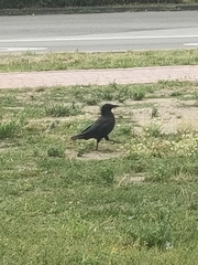 Corvus corone