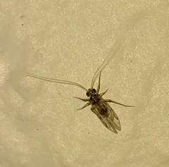 Teliapsocus