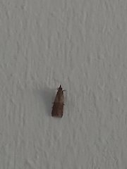 Plodia interpunctella