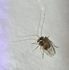 Teliapsocus