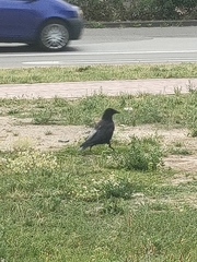 Corvus corone