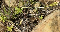 Primula mistassinica