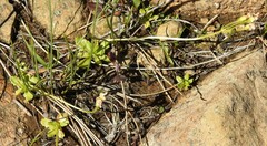 Primula mistassinica