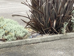 Columba palumbus