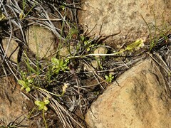 Primula mistassinica