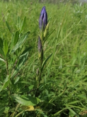 Gentiana pneumonanthe