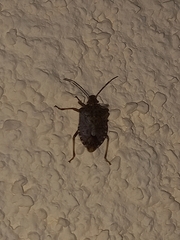 Halyomorpha halys