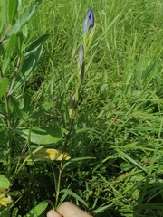 Gentiana pneumonanthe