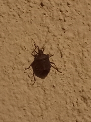 Halyomorpha halys