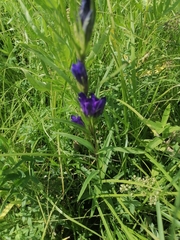 Gentiana pneumonanthe