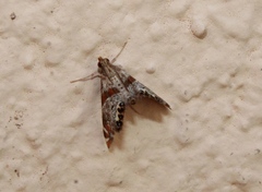 Petrophila jaliscalis