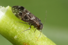 Peripsocus alboguttatus