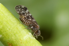 Peripsocus alboguttatus